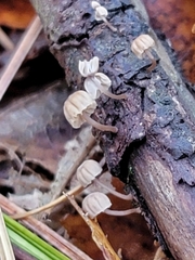 Mycena corticola