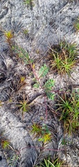 Euphorbia glaucophylla
