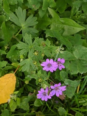 Geranium pyrenaicum
