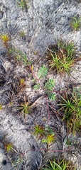 Euphorbia glaucophylla