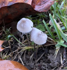 Mycena vitilis