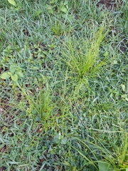 Isolepis