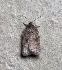 Acleris chalybeana