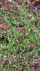 Gaillardia aestivalis