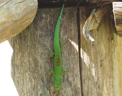 Phelsuma lineata