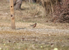 Fringilla coelebs coelebs