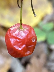 Ribes alpinum