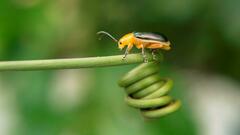 Cacoscelis marginata