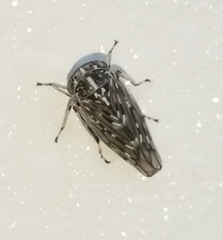 Stenidiocerus poecilus