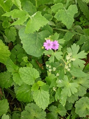 Geranium pyrenaicum