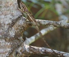 Calumma crypticum