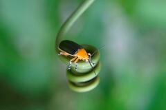 Cacoscelis marginata