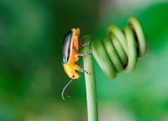 Cacoscelis marginata