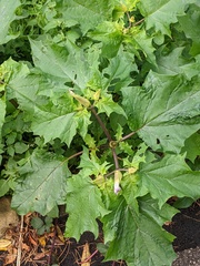 Datura stramonium