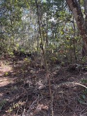 Zanthoxylum clava-herculis