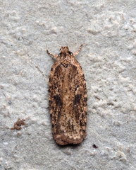 Agonopterix pulvipennella