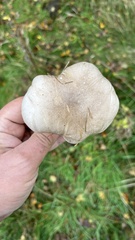 Clitocybe nebularis