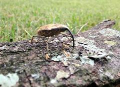 Rhinastus latisternus