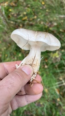 Clitocybe nebularis