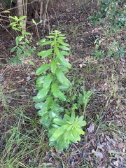 Morella caroliniensis