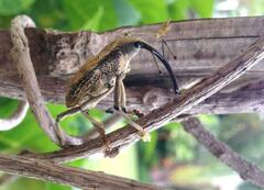 Rhinastus latisternus