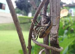 Rhinastus latisternus