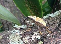 Rhinastus latisternus