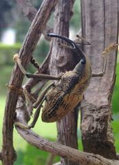 Rhinastus latisternus