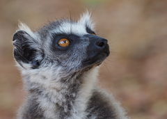 Lemur catta