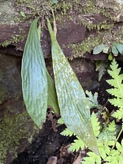 Antrophyum formosanum