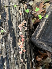Hypholoma lateritium