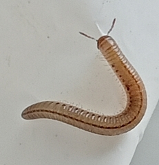Brachyiulus