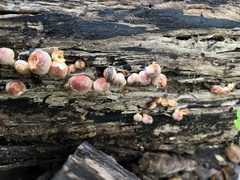 Hypholoma lateritium
