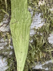 Antrophyum formosanum