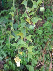 Passiflora biflora image