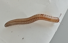 Brachyiulus