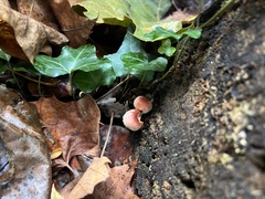 Hypholoma lateritium