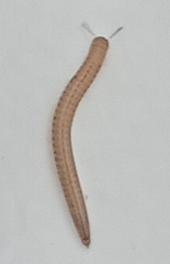 Brachyiulus