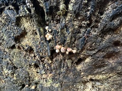 Hypholoma lateritium