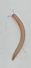 Brachyiulus