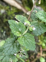 Scutellaria playfairii