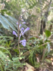 Scutellaria playfairii