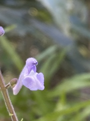 Scutellaria playfairii