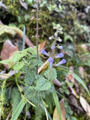 Scutellaria playfairii