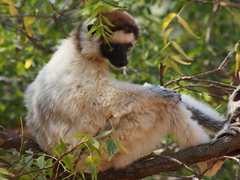 Propithecus verreauxi