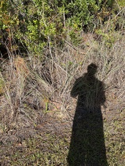 Andropogon cretaceus