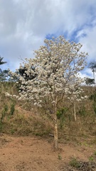 Tabebuia roseoalba