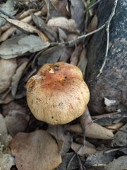 Phlegmacium variiforme