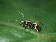 Polyrhachis