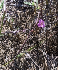 Agalinis heterophylla